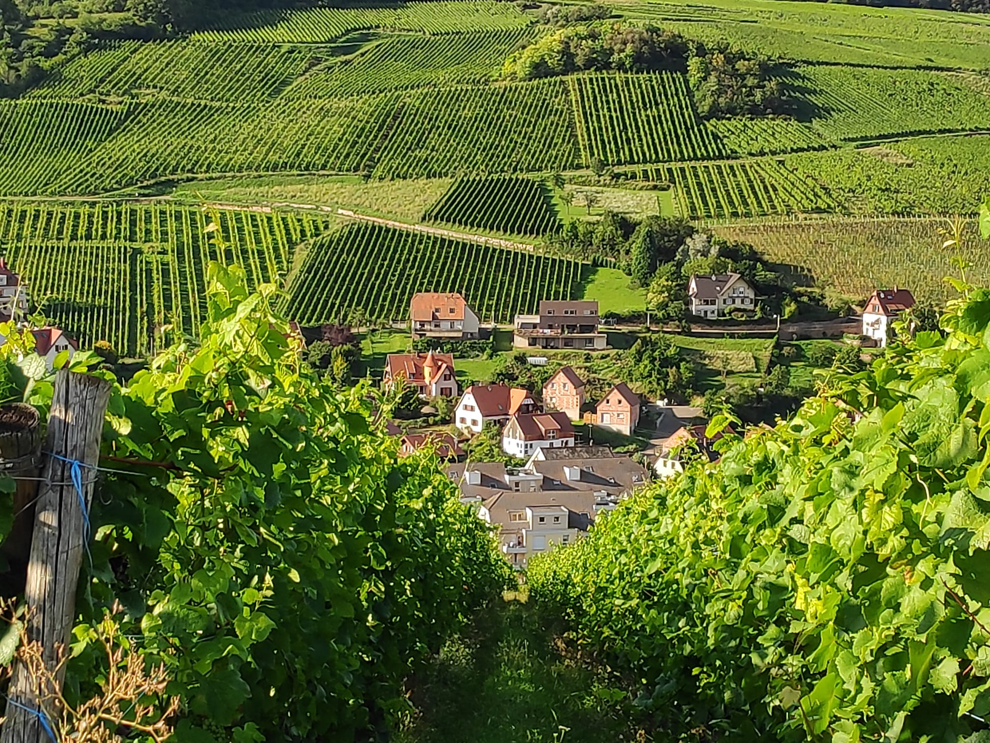 Villa Alsace – Weinberge